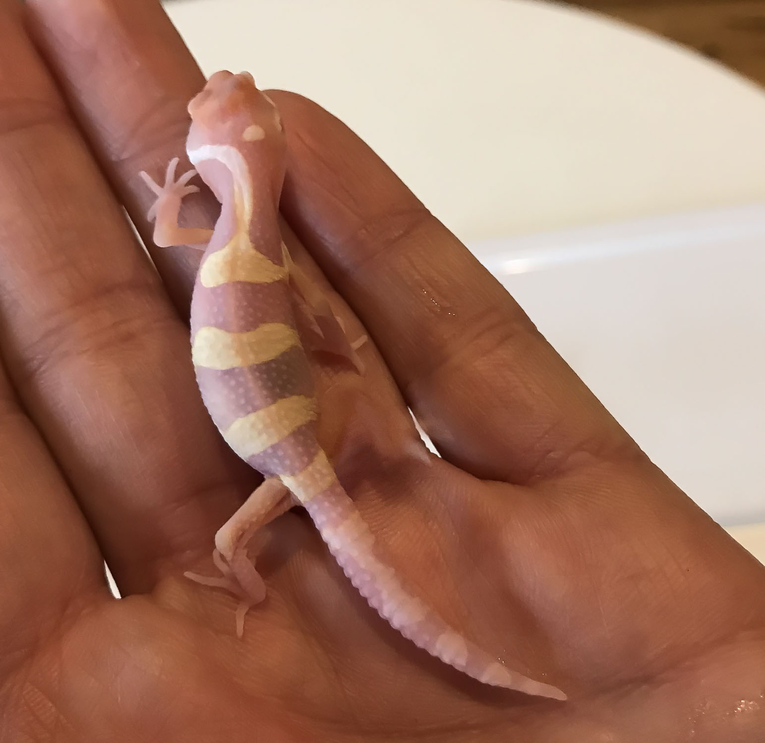 2019, first baby gecko